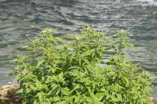 Hemp-agrimony
