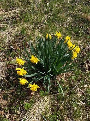 Wild daffodil