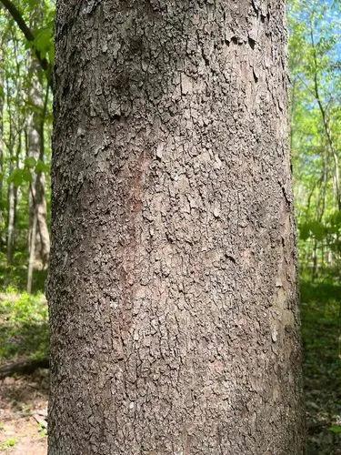 American sycamore