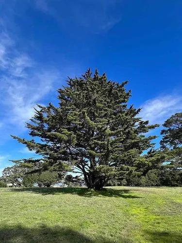 Monterey cypress