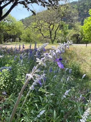 Mealycup sage