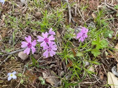 Creeping Phlox