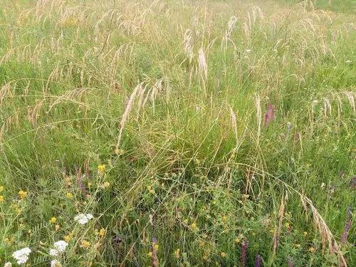 Tall Fescue