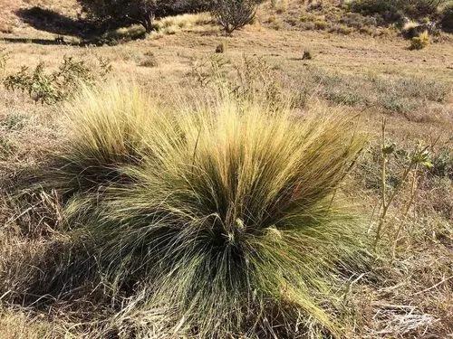 Mexican Feather Grass