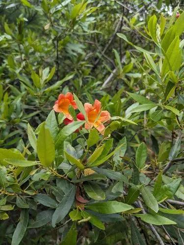 Tangerine Beauty Crossvine