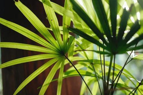 Lady Palm