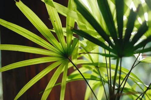 Broadleaf Lady palm