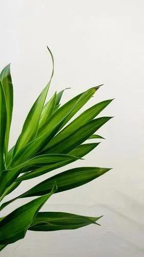 Janet Craig Dracaena