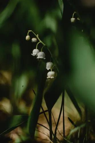 Lily of the Valley
