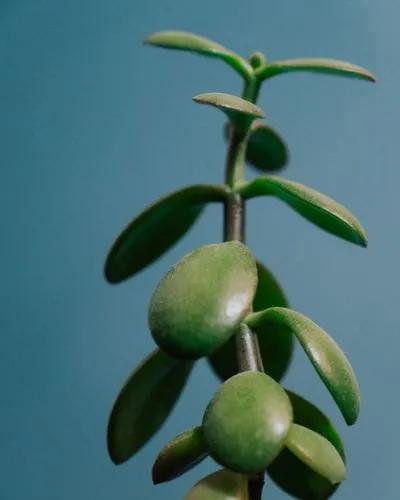 Jade Plant