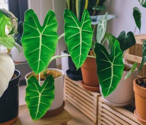 Green Velvet Alocasia