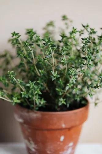 Thyme