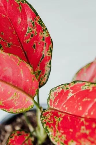 Pink Dalmatian Aglaonema