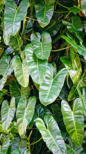 Big Leaf Philodendron