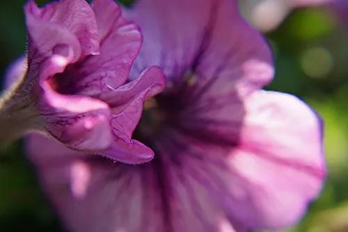 Velvet Tree-Mallow 