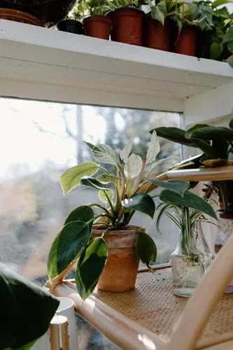 Philodendron Birkin Plant