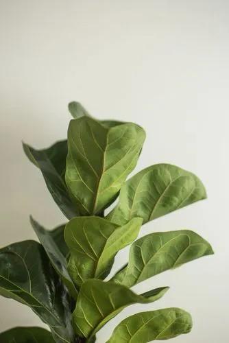 Ficus Lyrata Bambino