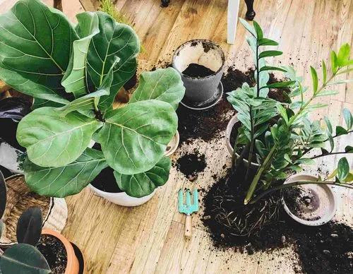 The Ultimate Guide to Repotting Your Plants