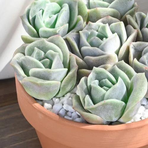 Echeveria Lovely Rose