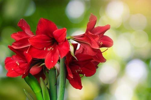 Amaryllis