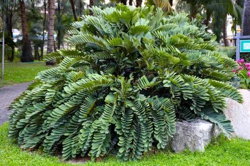 Cardboard Palm Plant