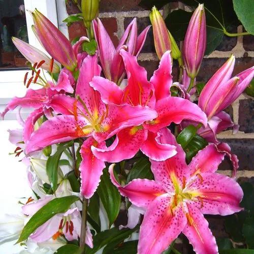 Oriental Lily