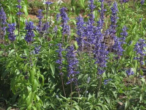 Anise Sage