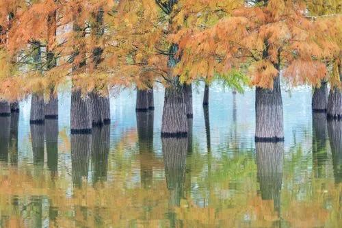 Bald Cypress