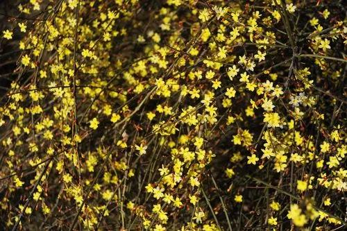 Winter Jasmine