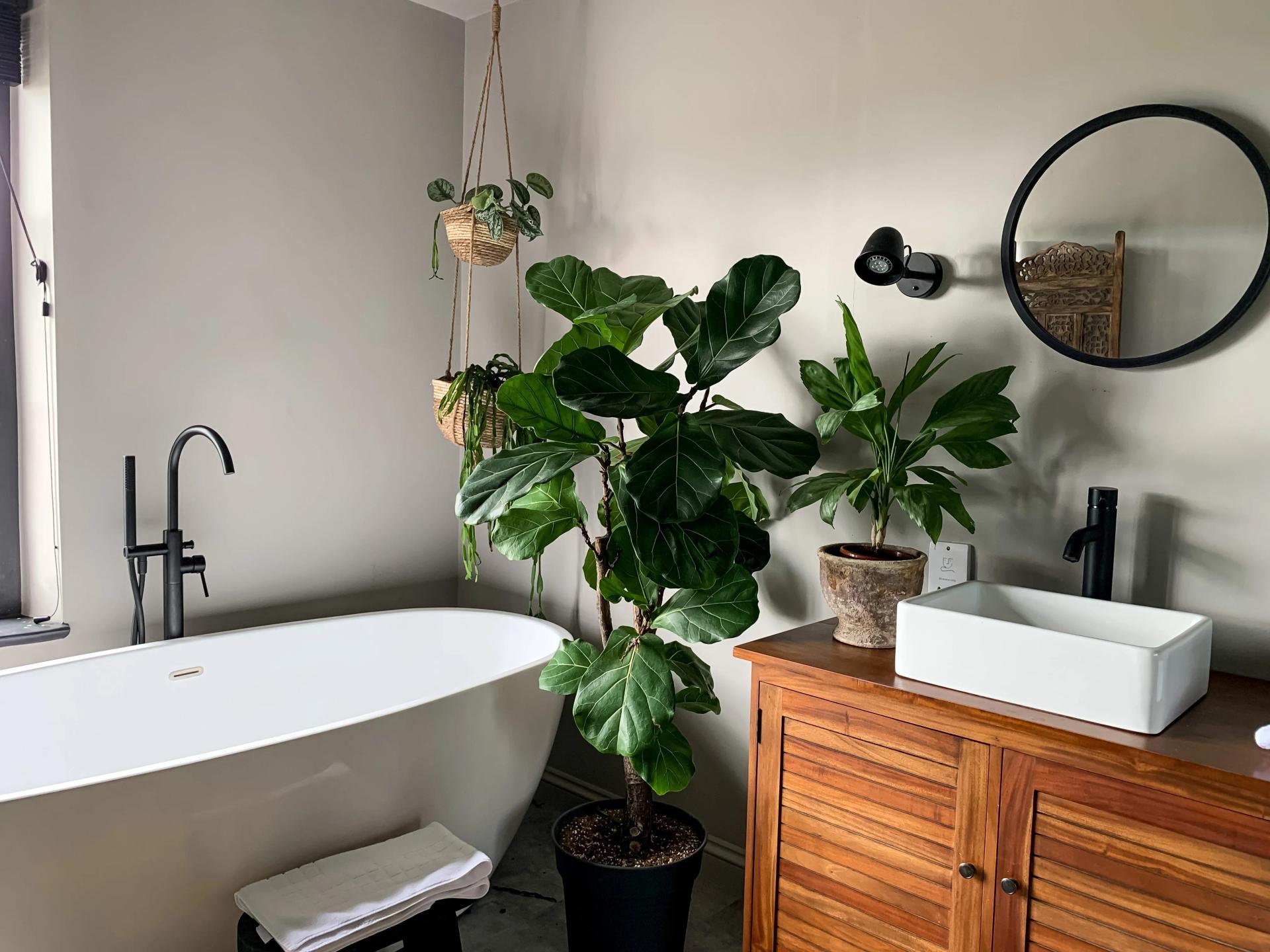 Best Plants for the Bathroom