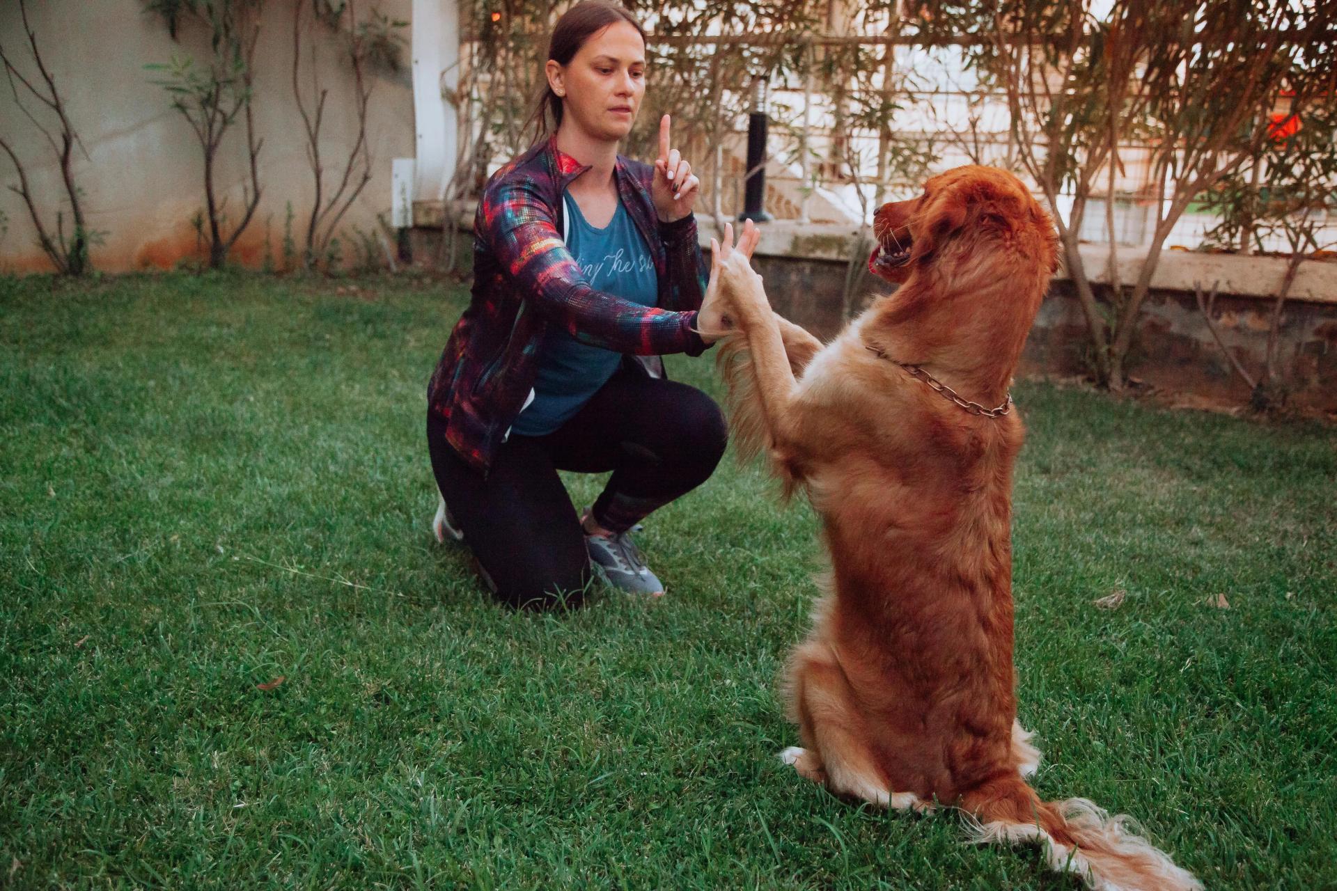 How to Stop Dog Urine from Killing Grass Naturally Tips & Remedies