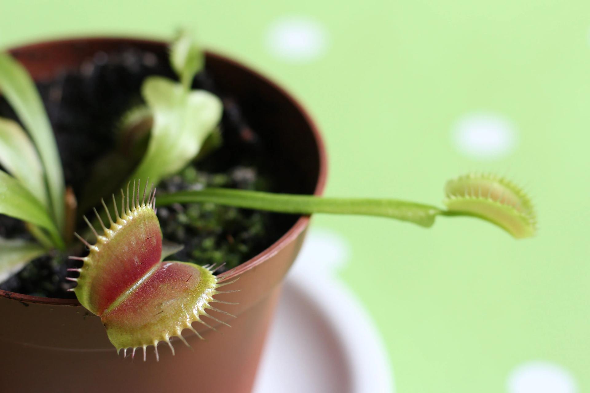 Venus Flytrap in a Pot