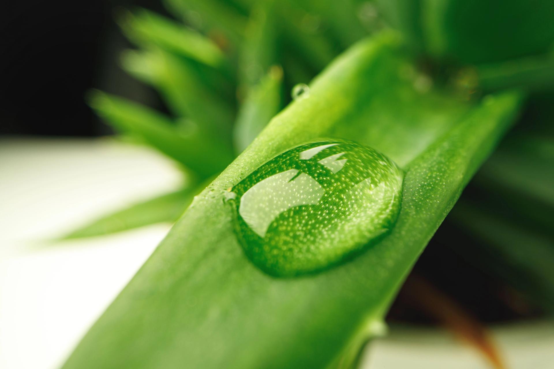 water drop on succulent.jpg