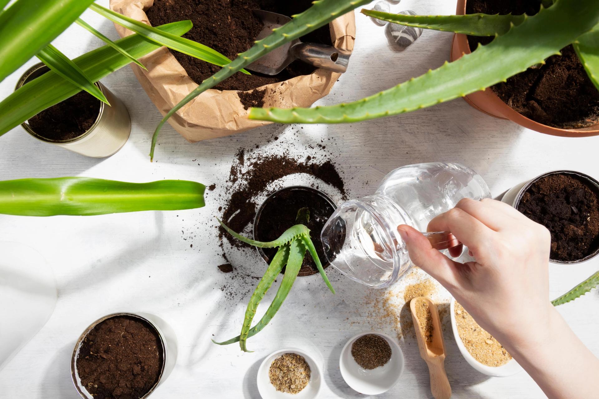 watering aloe vera.jpg