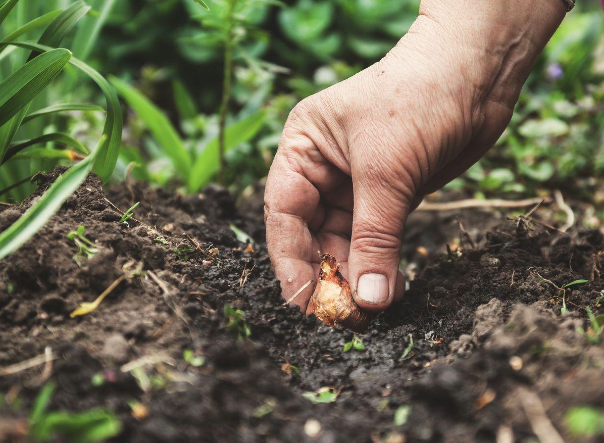 Gardener planting bulbs