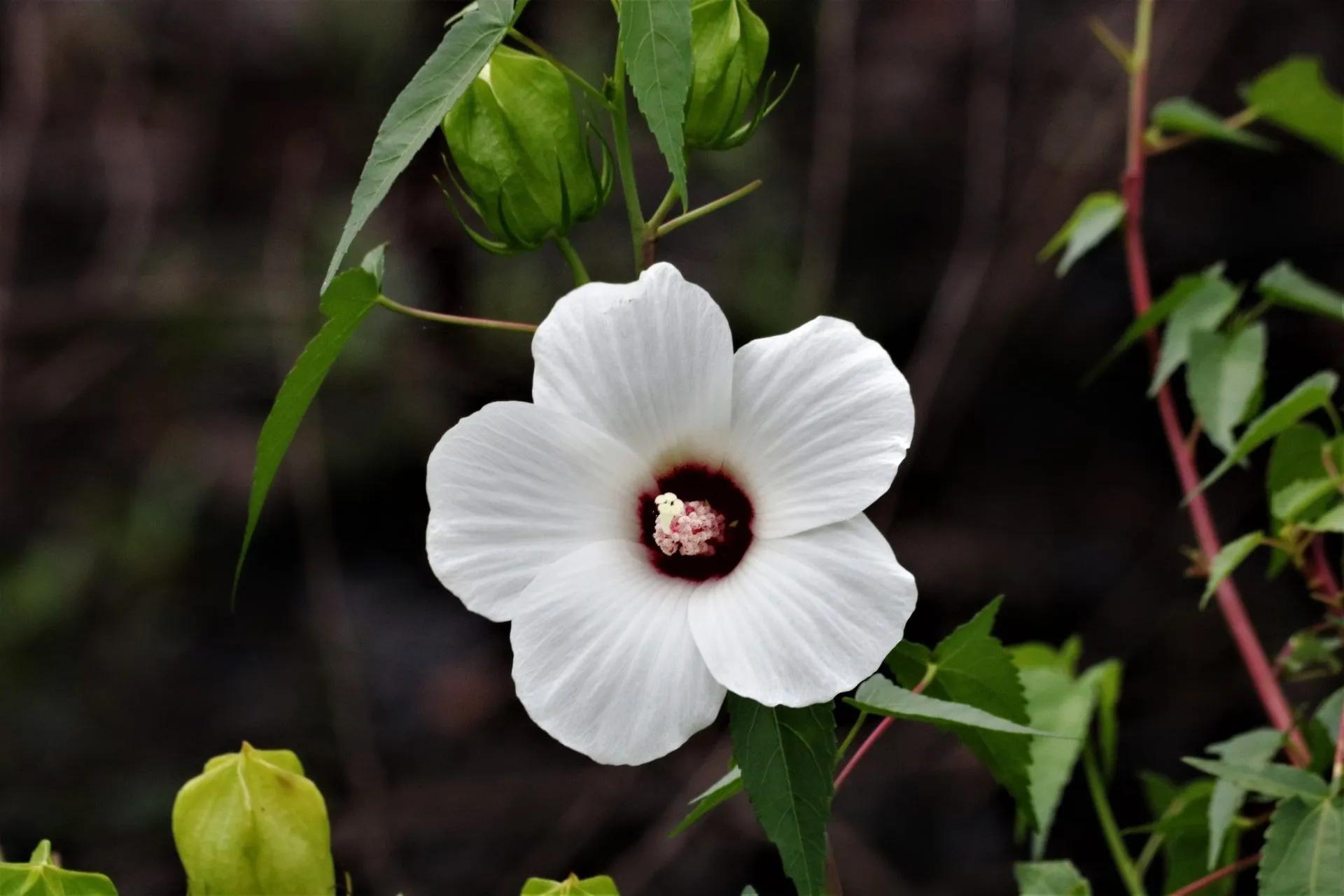 White Swamp Rose in the Wild