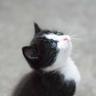 meowmeowmeow2008