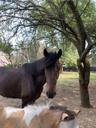 Tyla.and.Kevin.the.horse