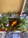 BellaPianta