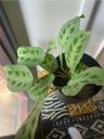 PlantKween88