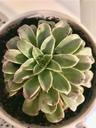 YummyPlants