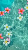 Hibiscus_Honey