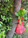 greenfingers33