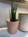 peacelilyplant