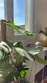Antoine_plantes