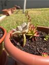 plant_cat