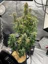 GrowChico
