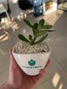 plant.lover379506