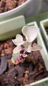 SucculentCollector