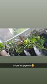 plantlvr2022